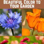 21 Cheap Annuals That Bring Big, Bold, Beautiful Color to Your Garden