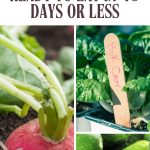22 Fast-Growing Vegetables Ready to Eat in 45 Days or Less