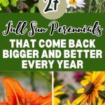 27 Full Sun Perennials That Come Back Bigger and Better Every Year