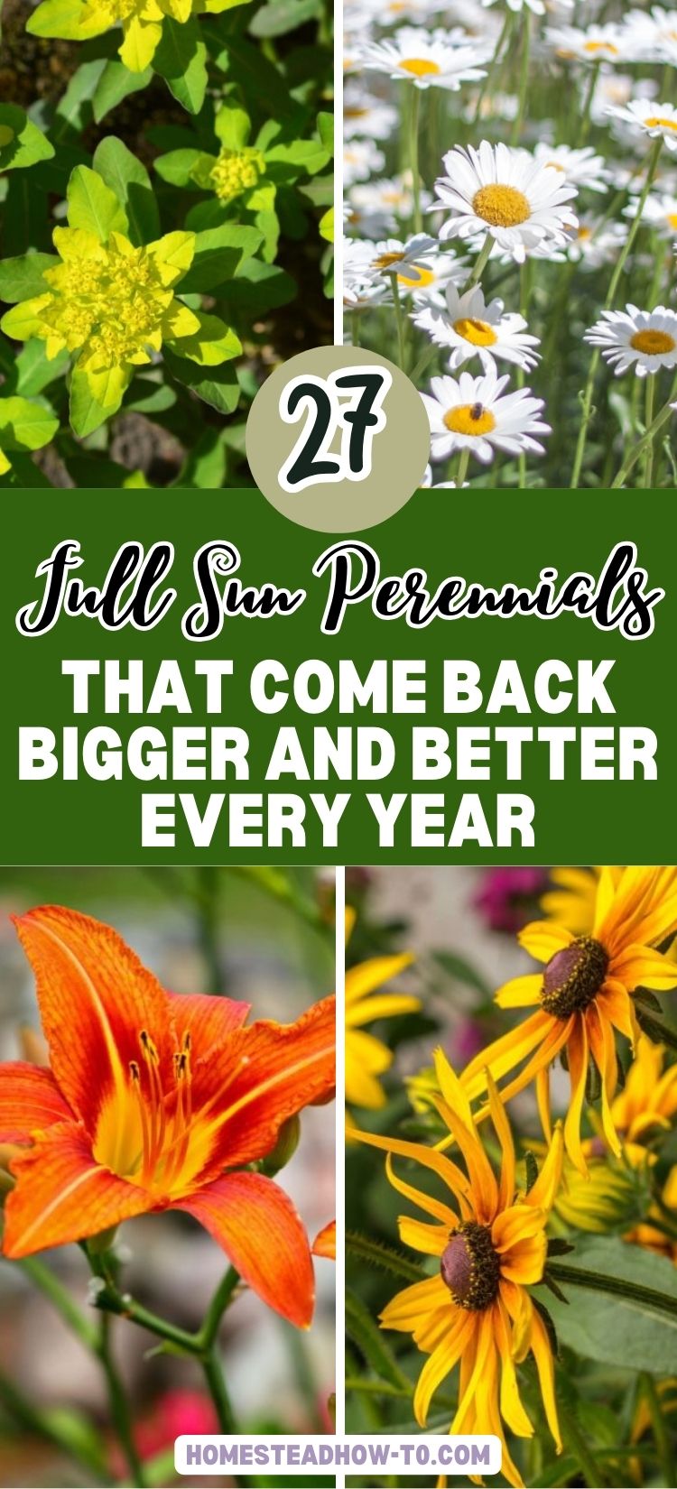 27 Full Sun Perennials That Come Back Bigger And Better Every Year