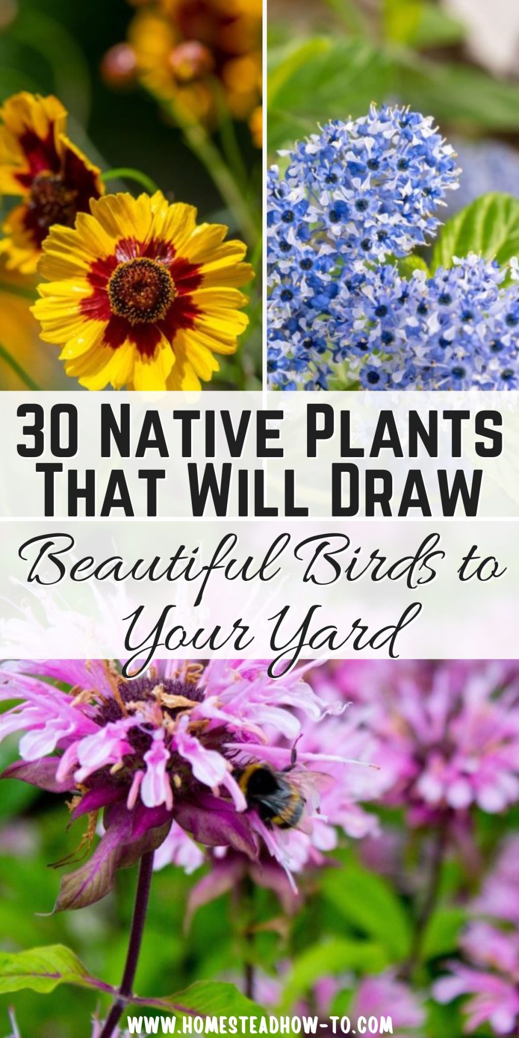30 Native Plants That Will Draw Beautiful Birds To Your Yard