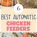 6 Best Automatic Chicken Feeders