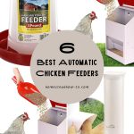 different chicken feeders