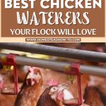 7 Best Chicken Waterers Your Flock Will Love