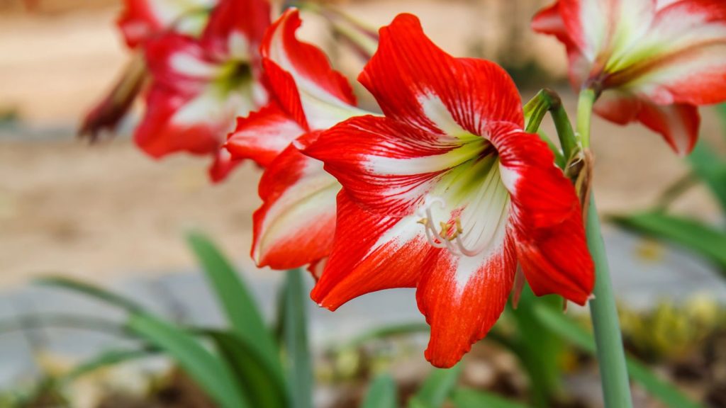 25 Stunning Red Flowers to Add Bold Color to Your Garden 16 Amaryllis