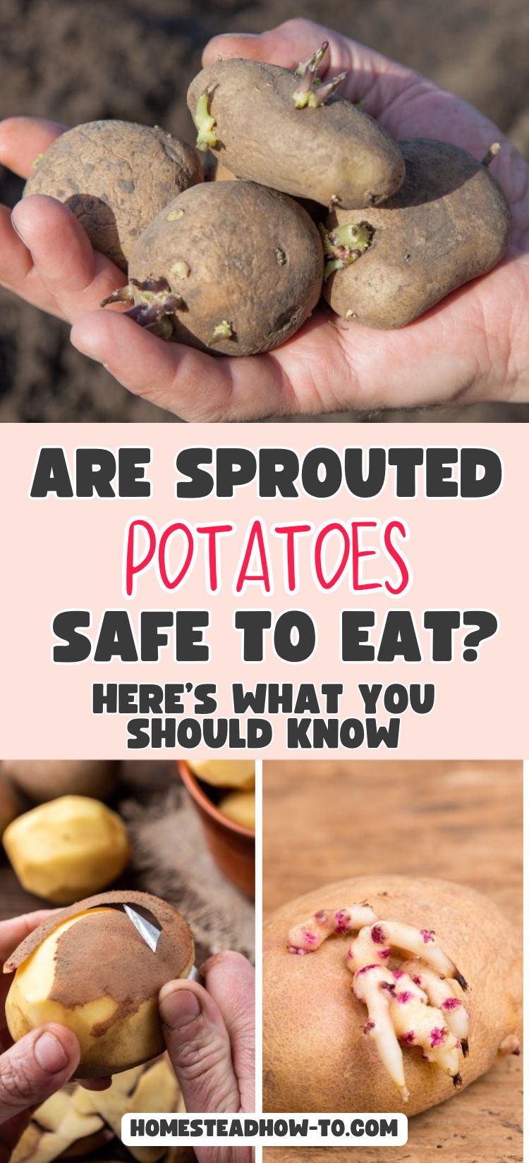 Drunk Moment or Portal to Doom? What Sprouted Potatoes Do to Your Body
