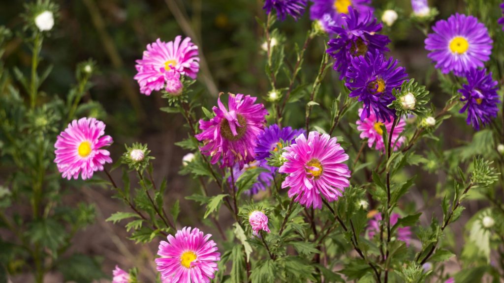 19 Gorgeous Wildflowers That Will Fill Out Your Garden 6 Aster Aster spp