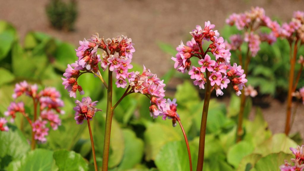 26 Flowering Plants That Look Beautiful Even When They're Not in Bloom 24 Bergenia