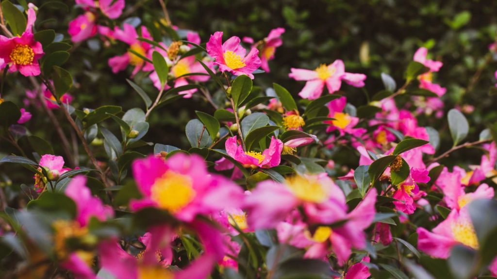 15 Flowers That Bloom Better With Regular Deadheading