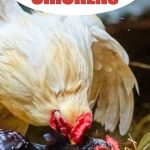 Challenges of raising chickens
