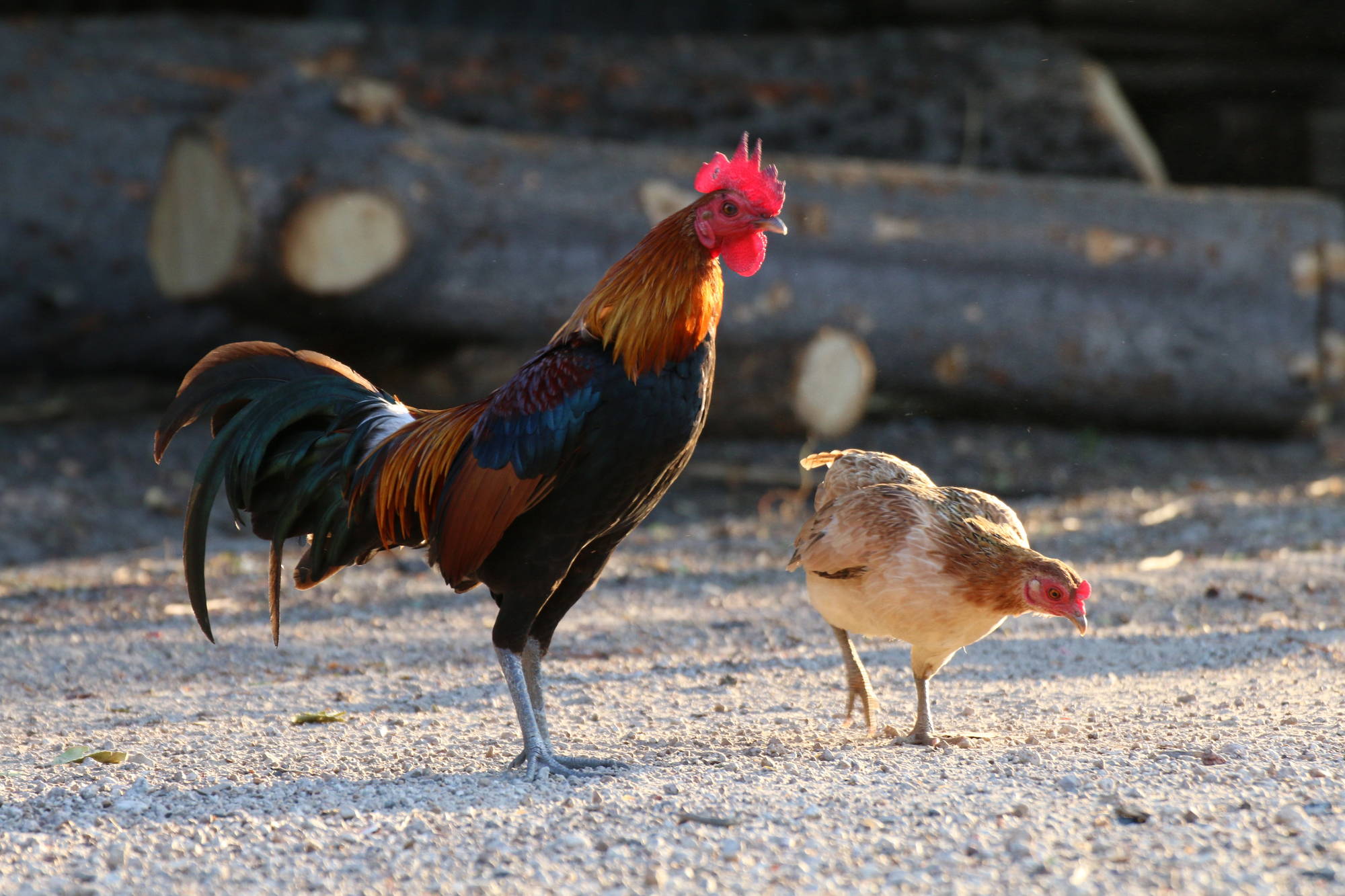 Do Chickens Fart? Fun Fact About Chicken Farts
