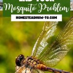 Dragonflies The Backyard Bug That Could End Your Mosquito Problem
