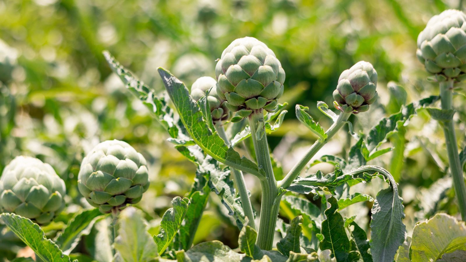 16 Perennial Vegetables You Plant Once That Return Every Year