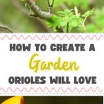 How to Create a Garden Orioles Will Love