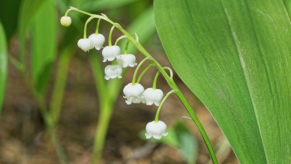 Plant These Fragrant Flowers Along Your Walkway for a Five-Star Garden Entrance 12 Lily of the Valley