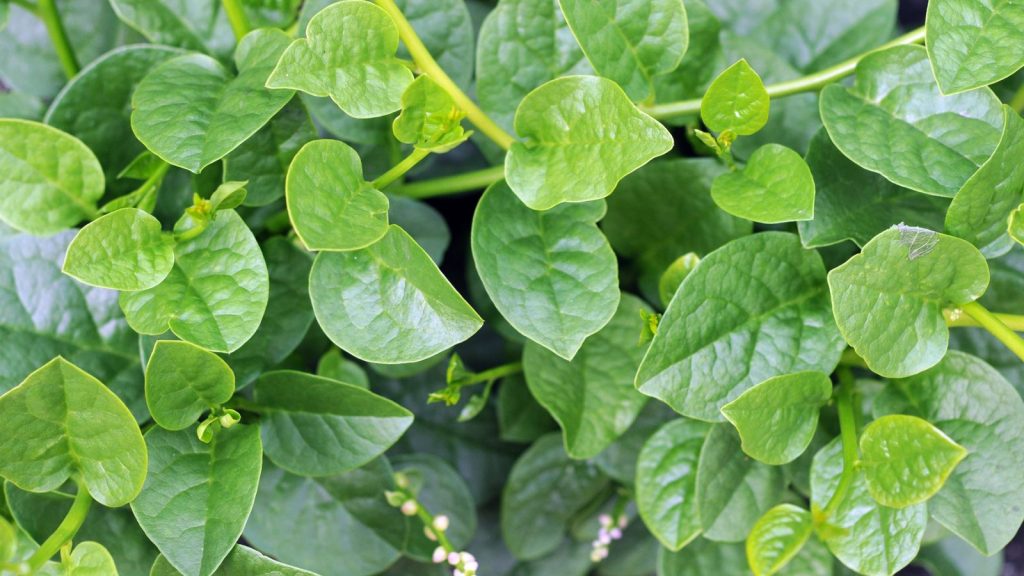 21 Rare Vegetables to Sow for a Garden of Surprises 11 Malabar spinach