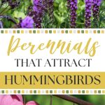 Perennials That Attract Hummingbirds