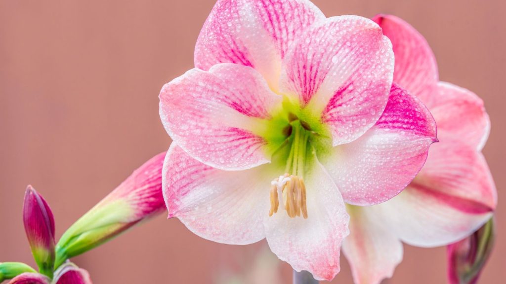 19 Pretty Pink Perennials That Bring Soft Color to Your Garden 3 Pink Amaryllis