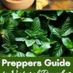 Preppers Guide to Natural Remedies for Everyday Ailments