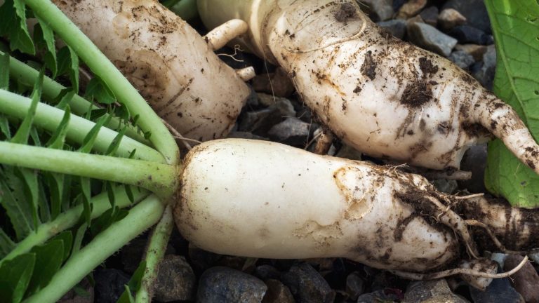 14 Unusual Vegetables to Grow for a Garden Full of Surprises