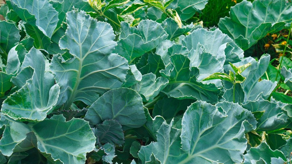 16 Perennial Vegetables You Plant Once That Return Every Year 2 Sea kale plant