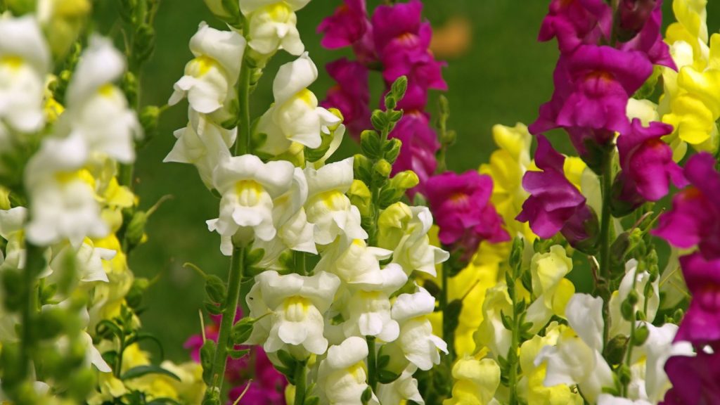 20 Nostalgic Flowers Grandma Grew That Bring Back Sweet Memories 8 Snapdragons