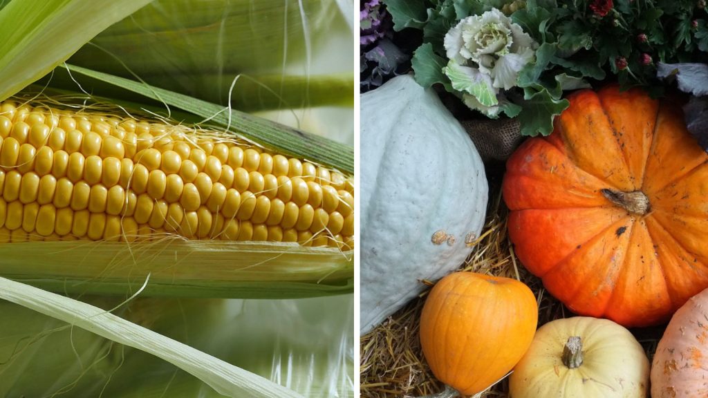 18 Vegetables That Grow Better Together in Raised Garden Beds 10 Squash Corn