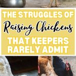 The Struggles of Raising Chickens That Keepers Rarely Admit