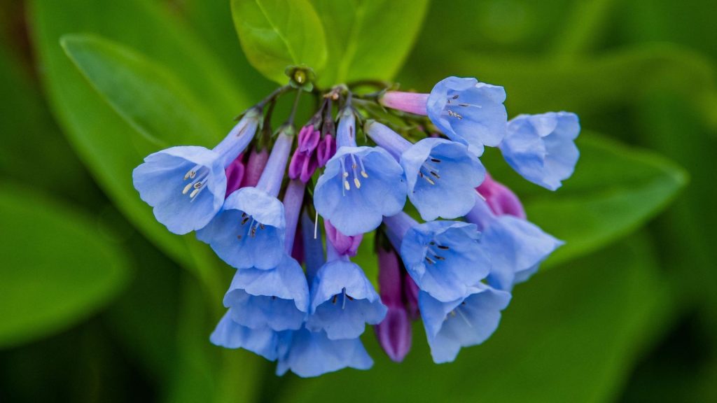 42 Colorful Perennials That Bloom Year After Year and Never Leave 28 Virginia Bluebells