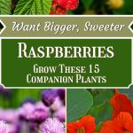 Want Bigger, Sweeter Raspberries Grow These 15 Companion Plants