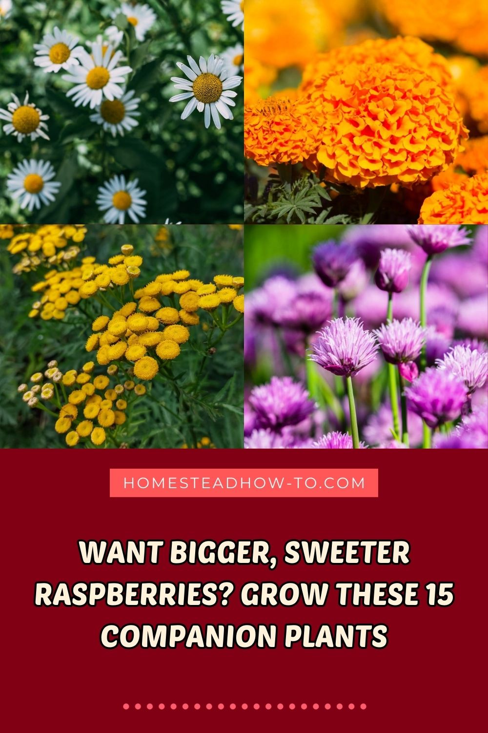 Want Bigger, Sweeter Raspberries? Grow These 15 Companion Plants