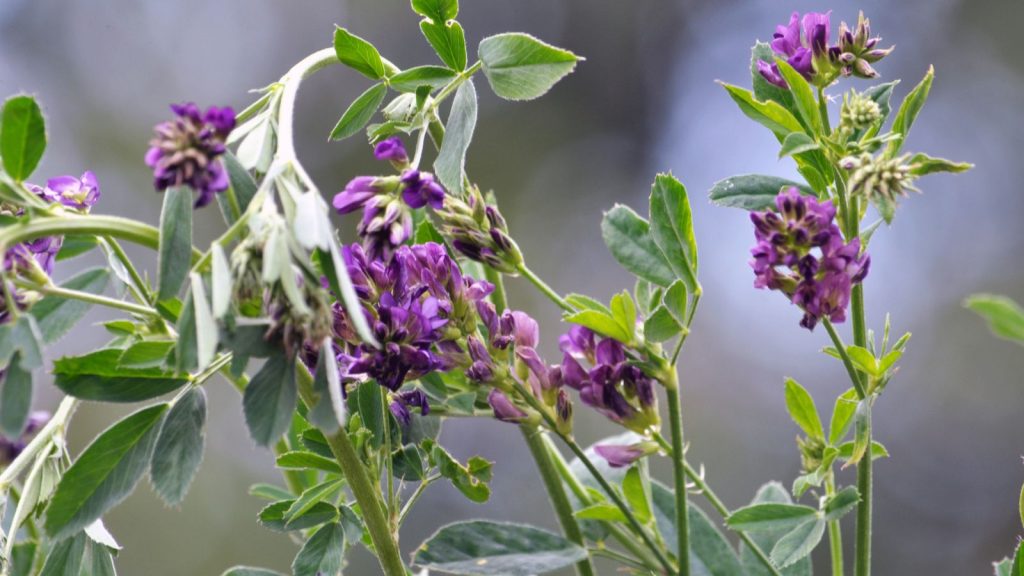 15 Plants to Grow for Naturally Healthier, Richer Soil 16 alfafa plant