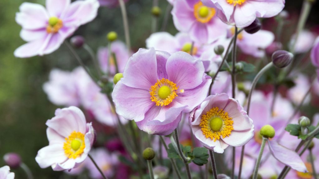 These Stunning Flowers Look Just Like Roses—You’ll Love These Lookalikes 17 anemone