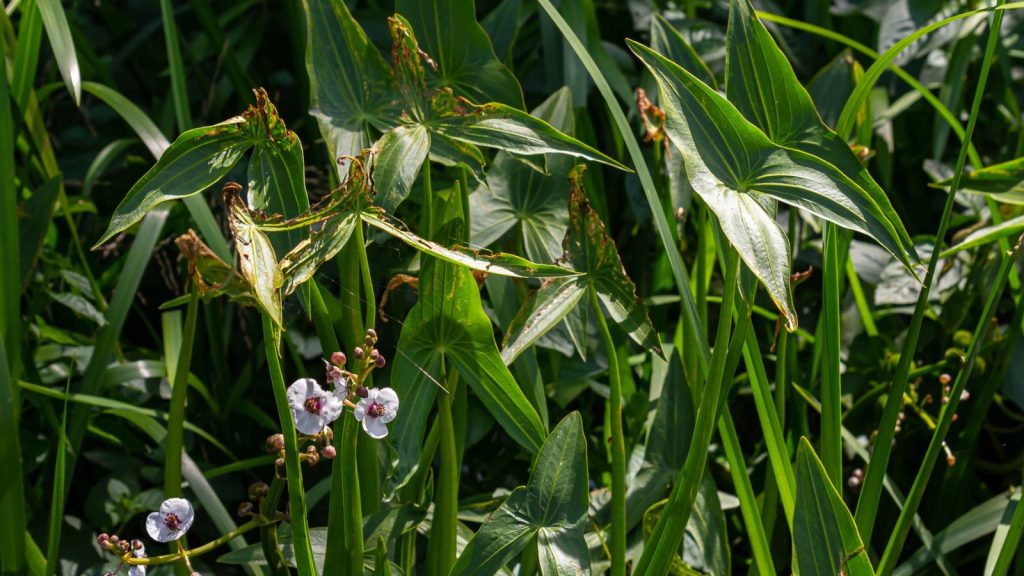 12 Eye-Catching Plants That Attract Dragonflies to Your Garden 13 arrowhead