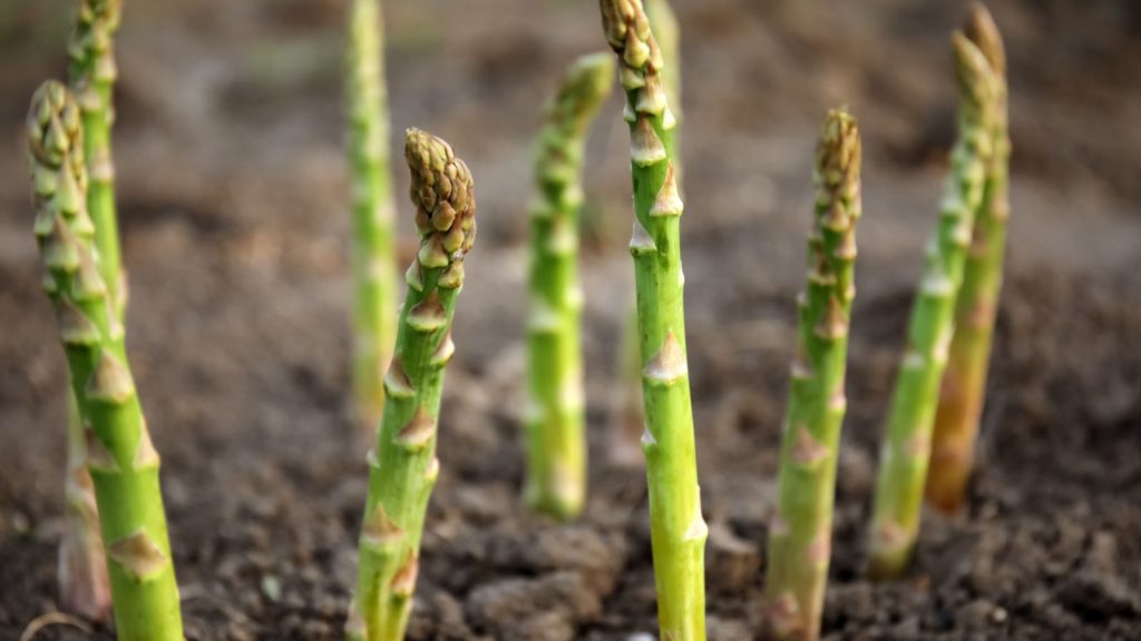 12 Popular Vegetables That Are Surprisingly Hard to Grow—and Might Test Your Patience 4 asparagus growing