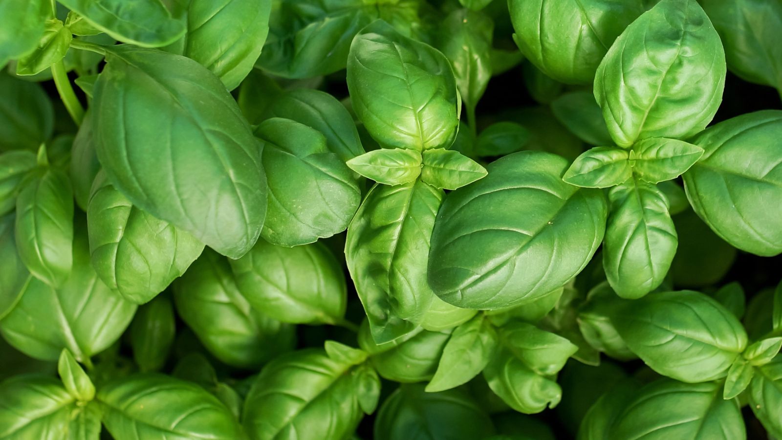 Turn Your Balcony into a Mini Vegetable Garden with These Plants 3 basil fresh