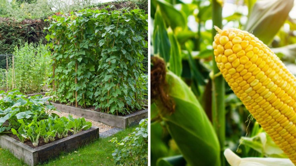 18 Vegetables That Grow Better Together in Raised Garden Beds 6 bean and corn