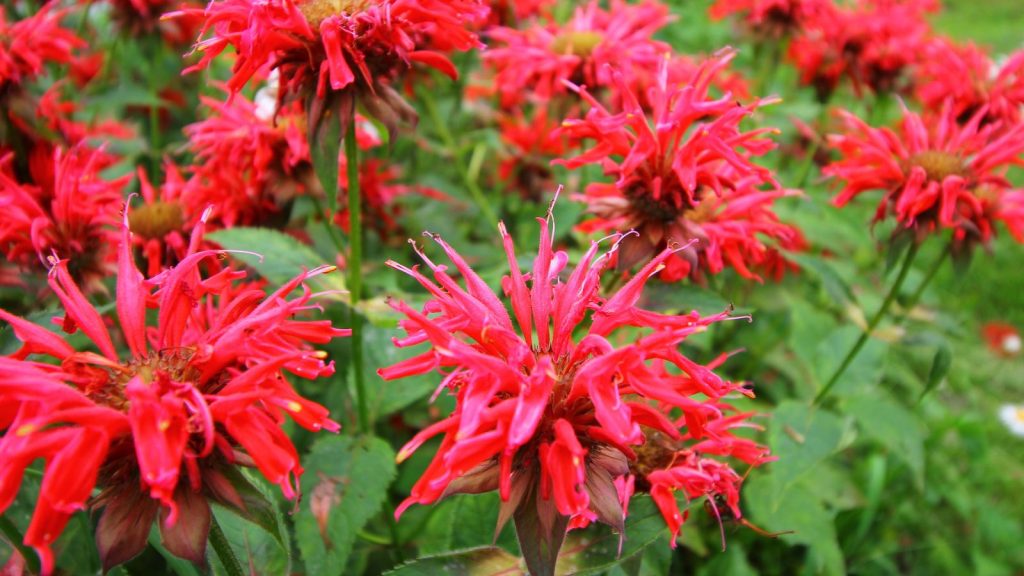 14 Native Flowers That Thrive in Dense Clay Soil 13 bee balm