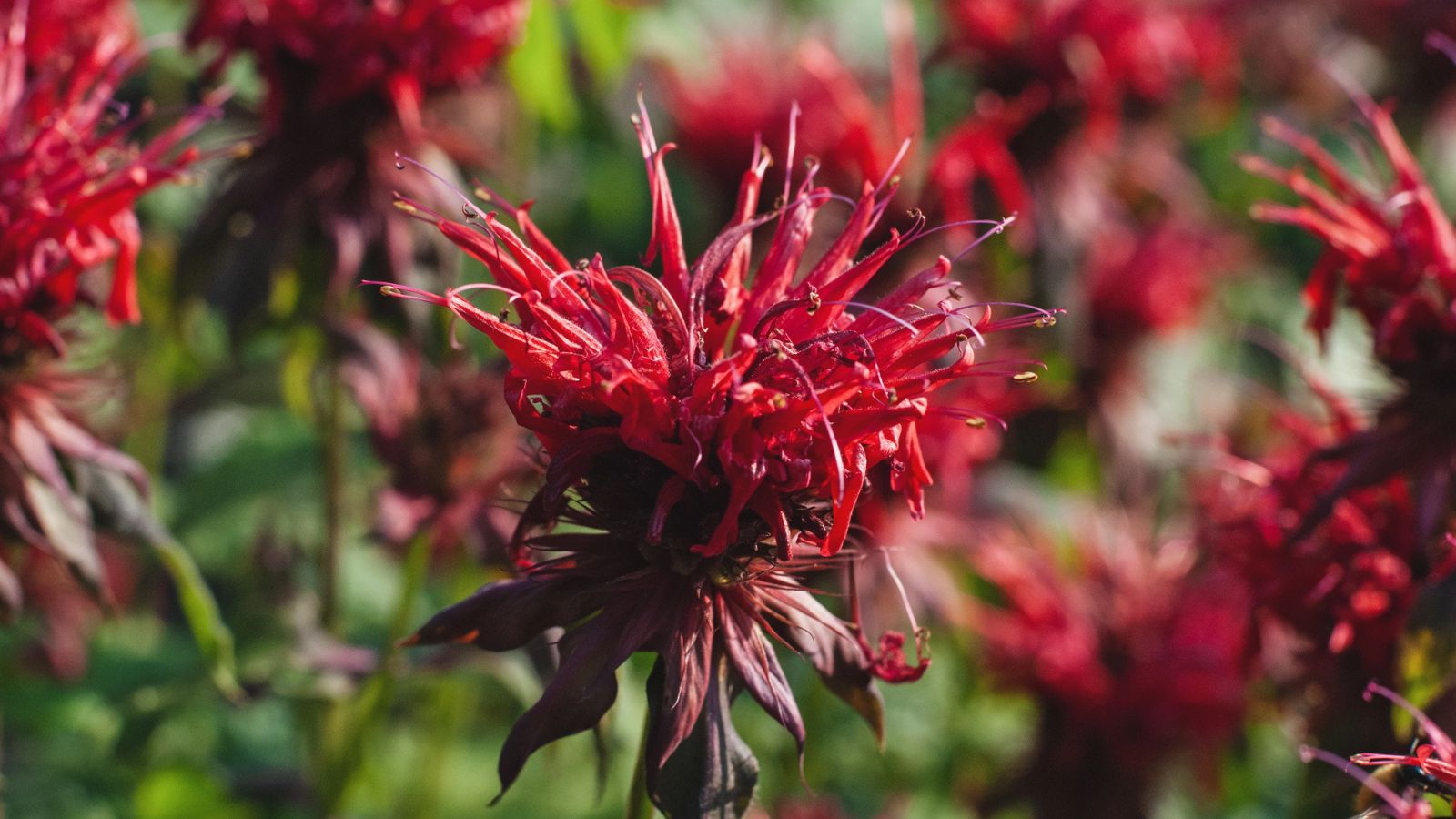 12 Summer Plants to Keep Your Outdoor Space Mosquito-Free