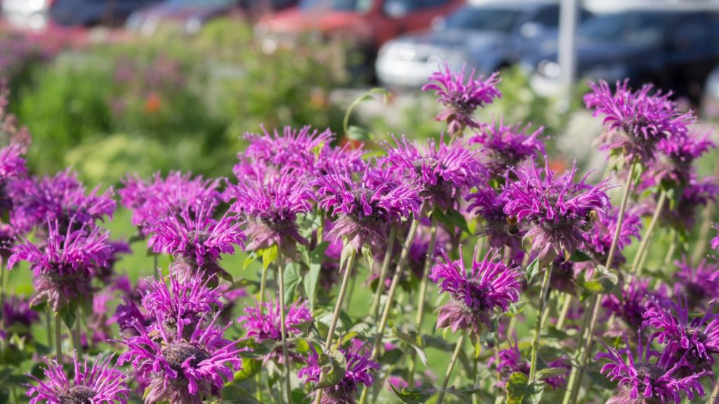 42 Colorful Perennials That Bloom Year After Year and Never Leave 15 bee balm purple