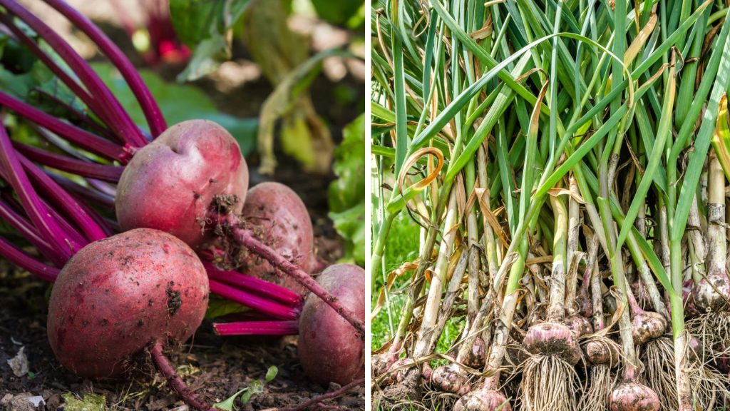 18 Vegetables That Grow Better Together in Raised Garden Beds 11 beets and garlic