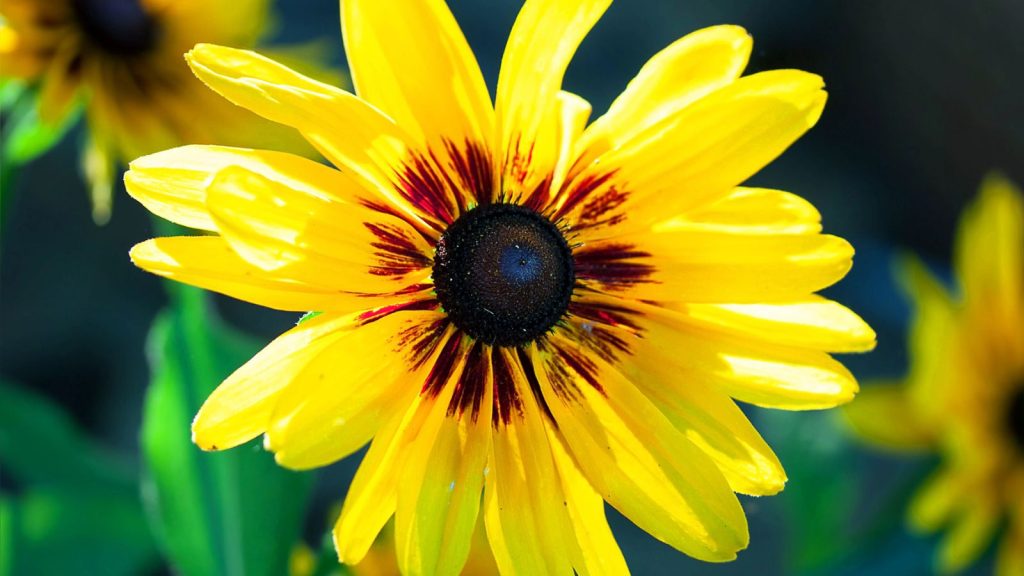 black eyed susan single