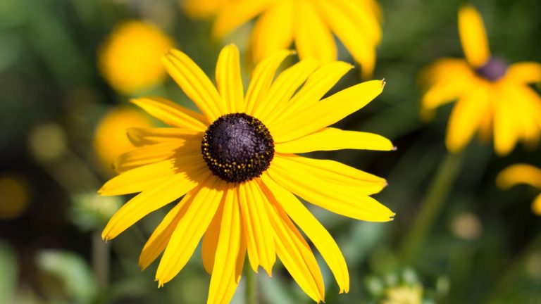12 Eye-Catching Plants That Attract Dragonflies To Your Garden