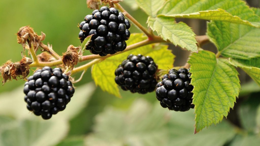 14 Colorful Plants That Can Be Used as Natural Dyes 4 blackberries