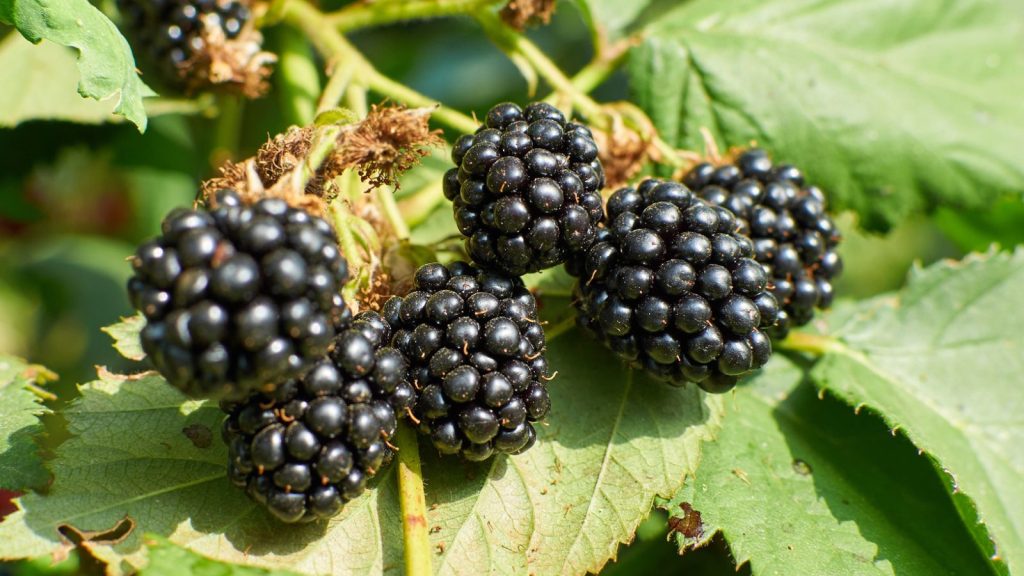 15 Plants You Should Never Grow in a Raised Garden Bed 11 blackberry blackberries patch