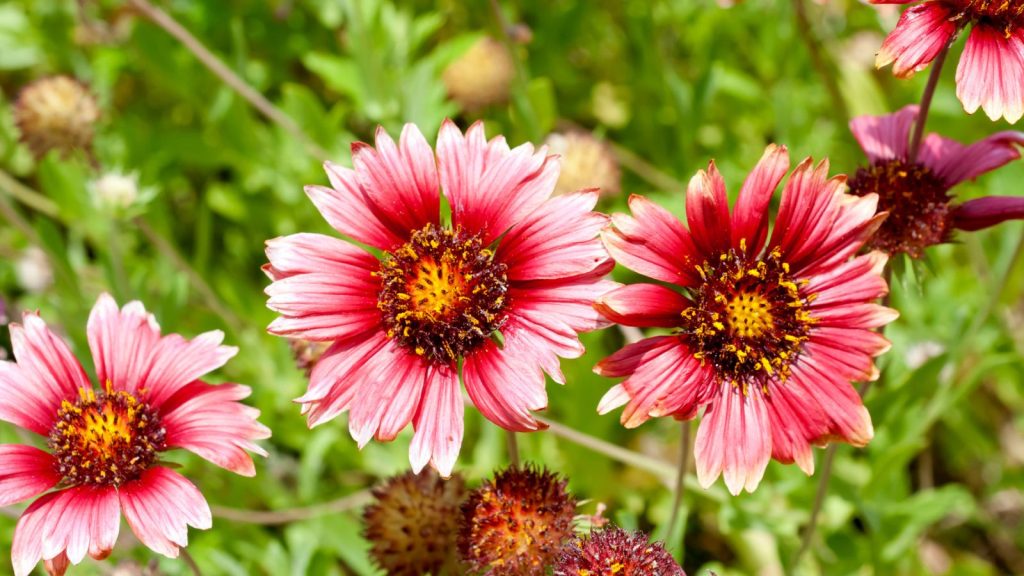 These “Cut and Come Again” Flowers Just Keep Giving 3 blanket flower in red