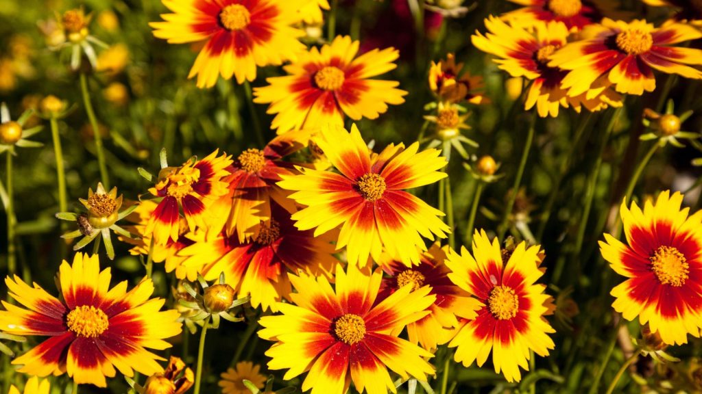 19 Gorgeous Wildflowers That Will Fill Out Your Garden 10 blanket flower yellow and red