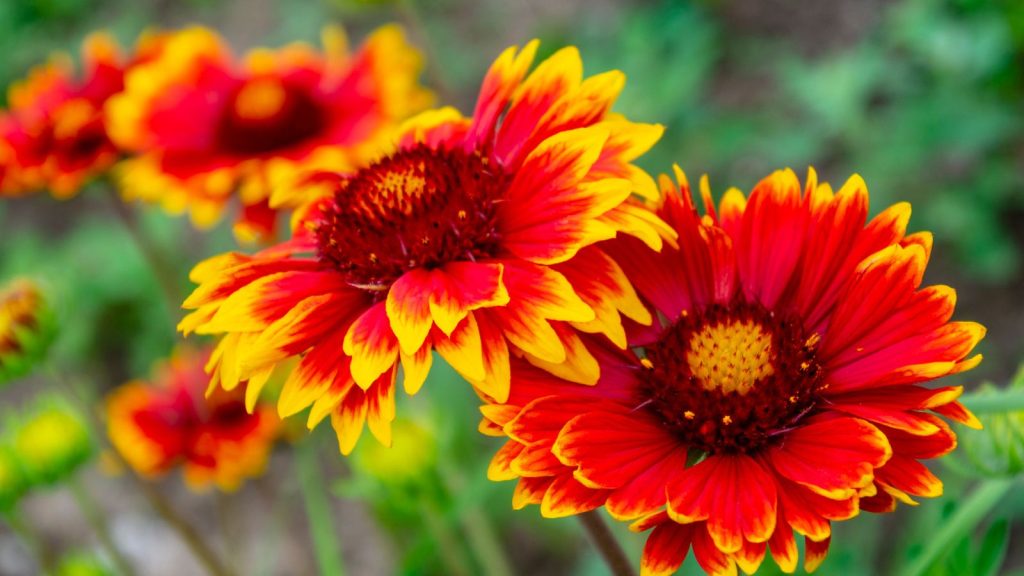 Tough Perennials for That Spot Where the Sun Beats Down All Day 2 blanket flowers