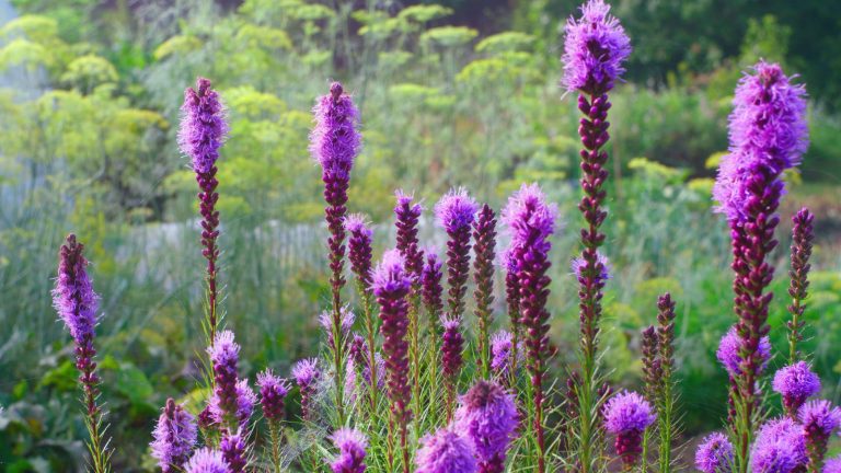 17 Tall Perennials That Bring Vertical Interest and Dimension to Your Garden