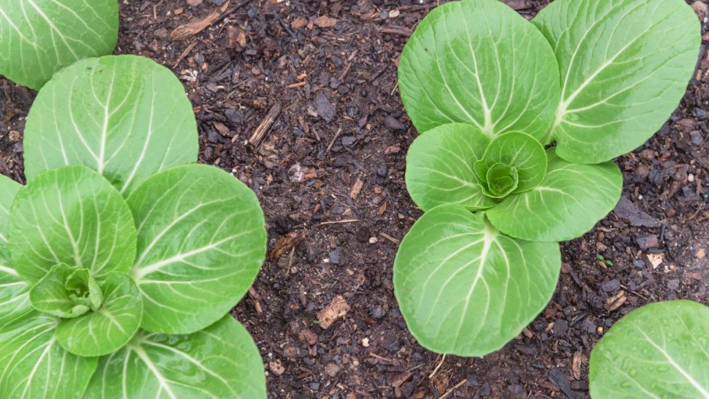 16 Best Vegetables to Grow in a Short Growing Season 12 bok choy